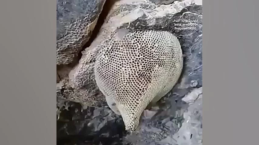 جستجوی عسل جان آقای بستکی را گرفت جستجوی عسل جان آقای بستکی را گرفت